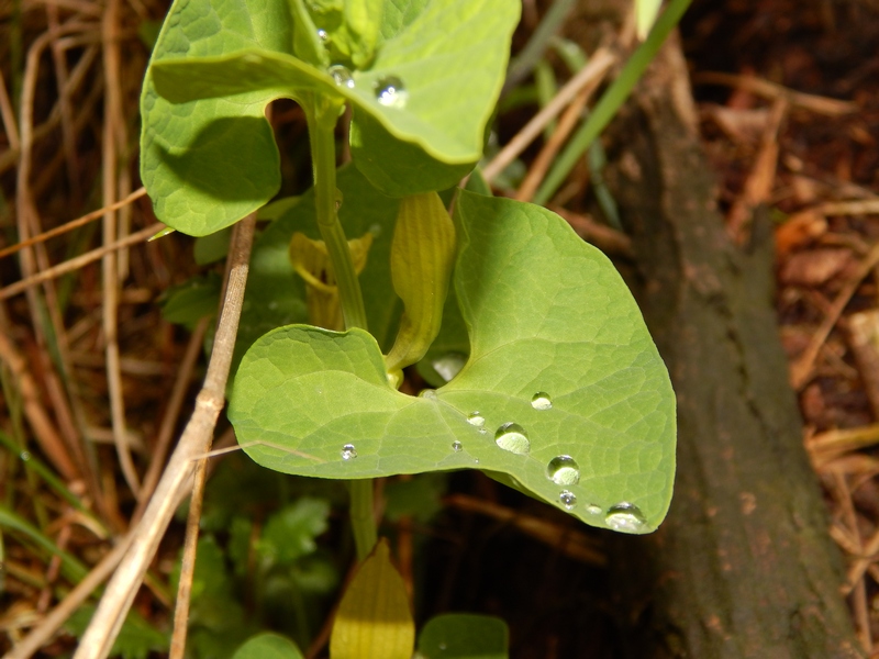 Aristolochia ma di che specie?